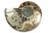 Cut & Polished Ammonite Fossil (Half) - Madagascar #364927-1